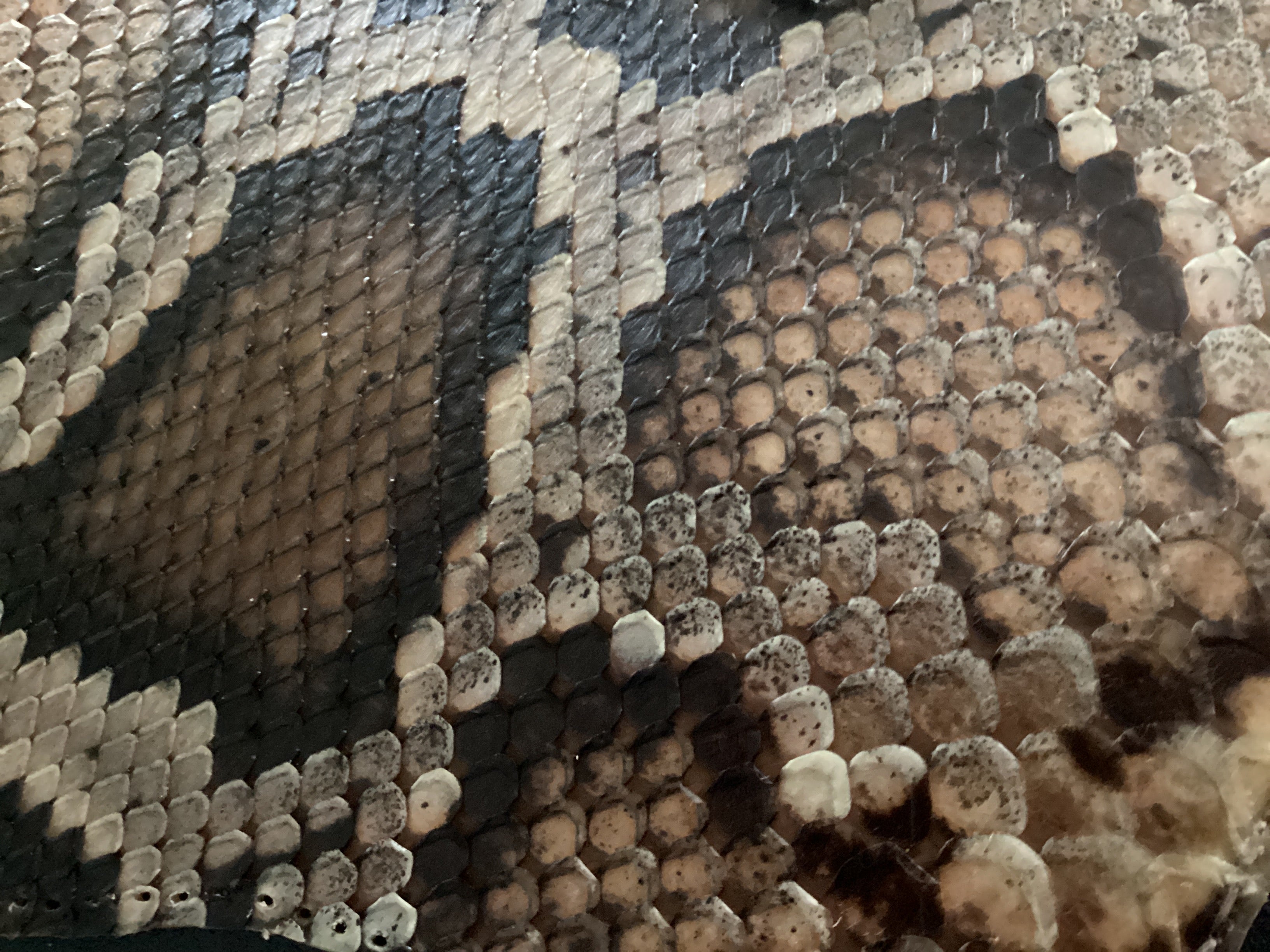 Natural Python Field Log - Everglades Series